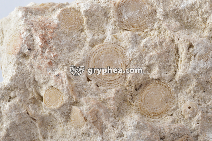 Pierre à liards ou Calcaire à nummulites - Détail des Nummulites - gryphea.org